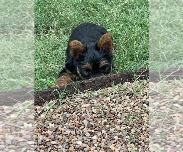 Medium Photo #7  Breeder Profile in NORMAN, OK, USA