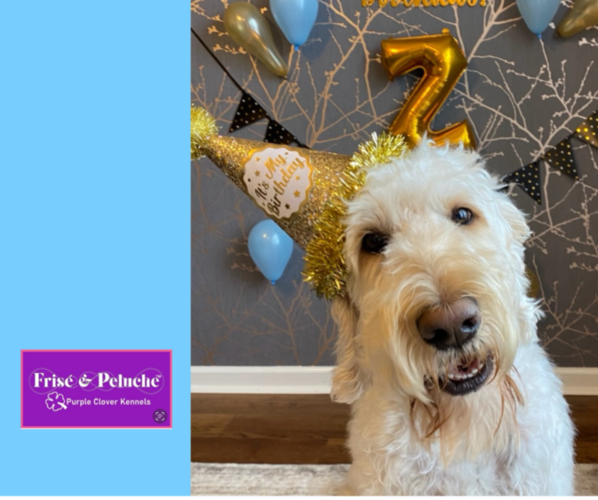 Medium Photo #6  Breeder Profile in CLEVELAND, OH, USA