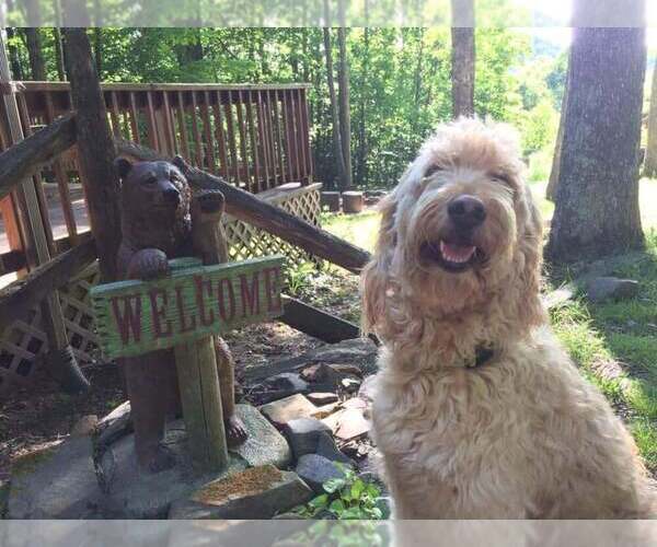 Medium Photo #1  Breeder Profile in MODOC, IN, USA