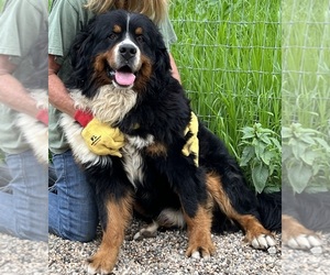 Bernese Mountain Dog Dog Breeder near LAKOTA, IA, USA