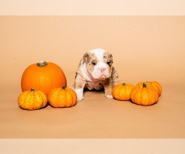 Medium Photo #6  Breeder Profile in HOUSTON, TX, USA