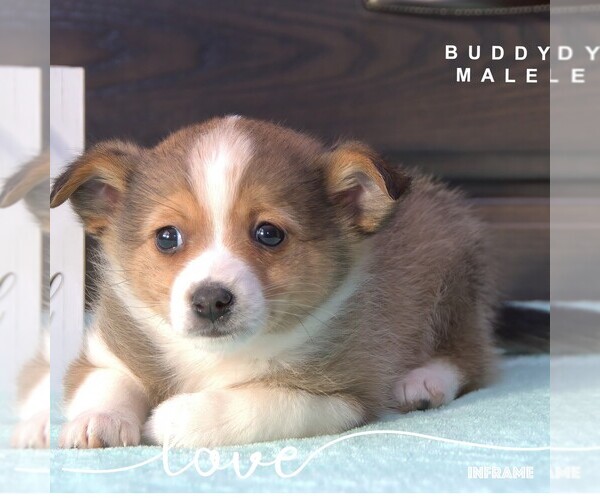 Medium Photo #34  Breeder Profile in CLARE, MI, USA