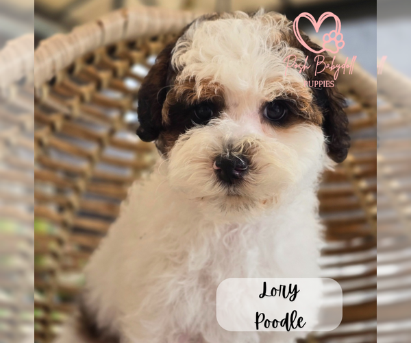 Medium Photo #5  Breeder Profile in ELMHURST, IL, USA
