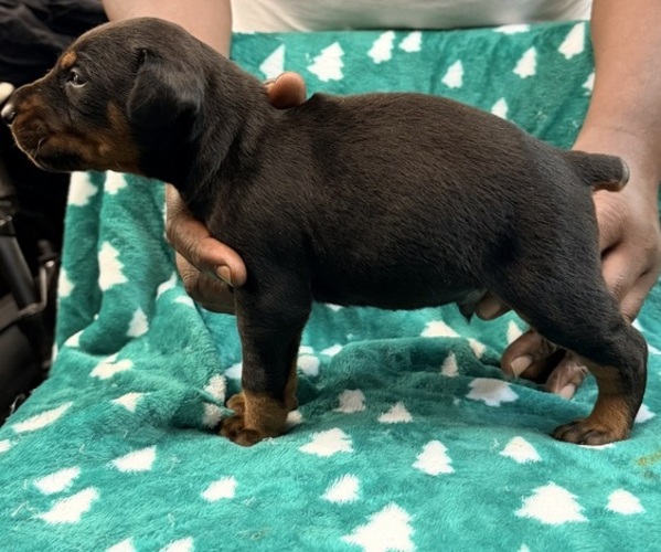 Medium Photo #3  Breeder Profile in PHILADELPHIA, PA, USA