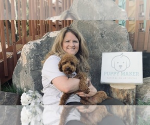 Cavapoo Dog Breeder near CEDAR CITY, UT, USA
