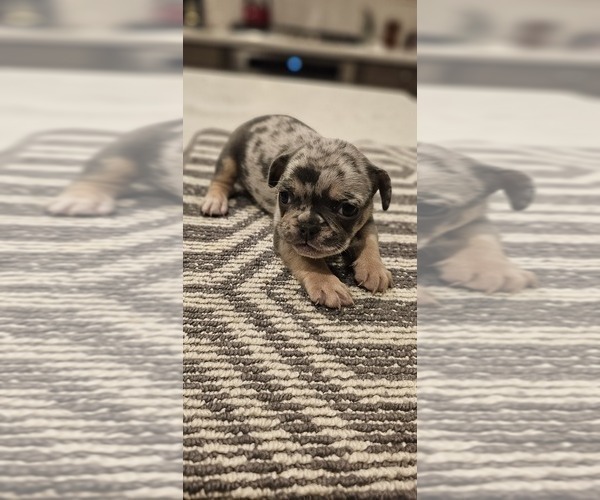 Medium Photo #14  Breeder Profile in CHINO HILLS, CA, USA