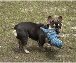 Small #7 Breeder Profile image