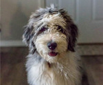 Small breeder photo