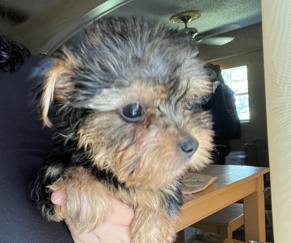 Medium Photo #1  Breeder Profile in GARLAND, TX, USA