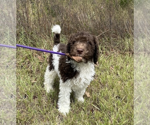 Medium Photo #7  Breeder Profile in BRANDON, FL, USA