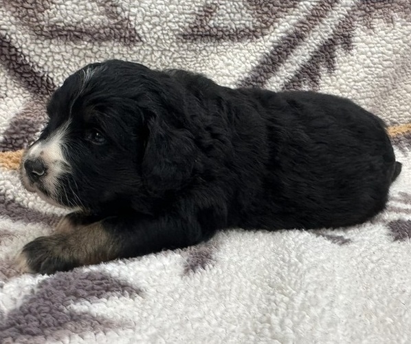 Medium Photo #2  Breeder Profile in BROWNFIELD, TX, USA