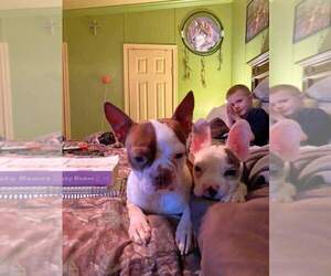 Boston Terrier Dog Breeder near BUCHANAN, VA, USA