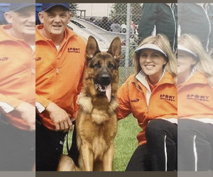 German Shepherd Dog Dog Breeder near WILDOMAR, CA, USA