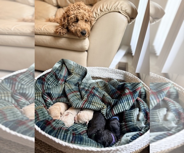 Medium Photo #2  Breeder Profile in EVANS, GA, USA