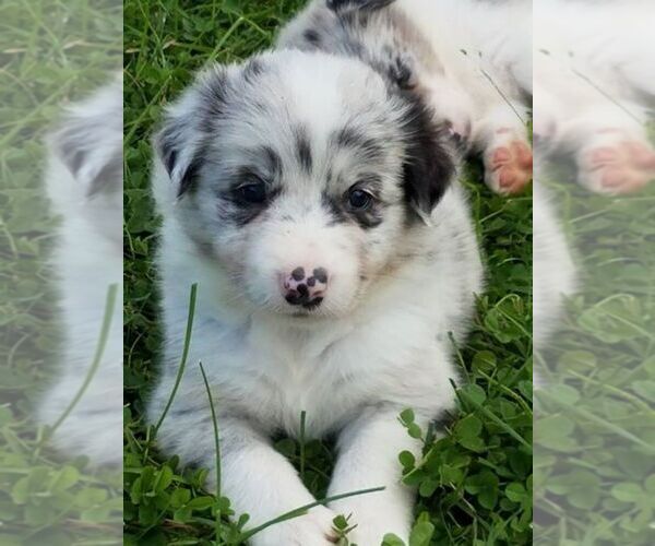 Medium Photo #1  Breeder Profile in BERWICK, PA, USA