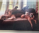 Small #1 Breeder Profile image