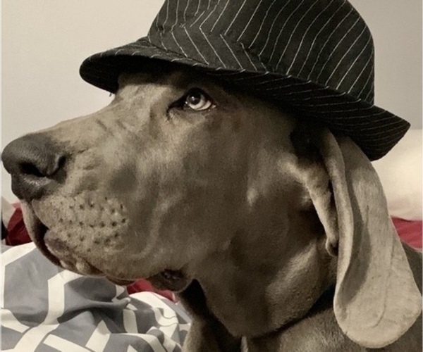 Medium Photo #1  Breeder Profile in SAINT PETERSBURG, FL, USA