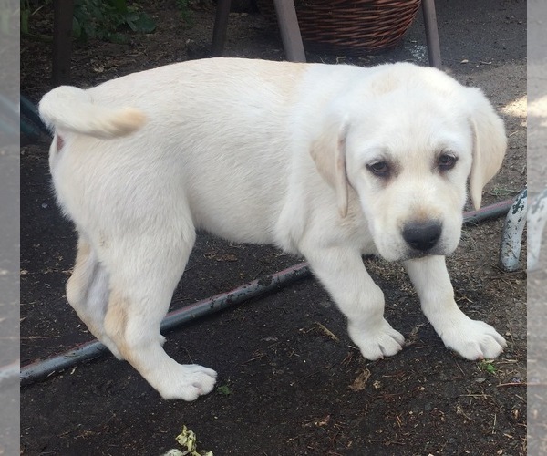 Medium Photo #5  Breeder Profile in PAUMA VALLEY, CA, USA