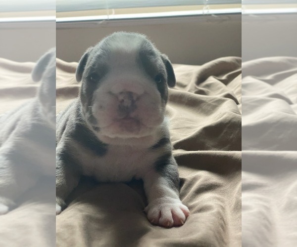 Medium Photo #1  Breeder Profile in JONESBORO, GA, USA