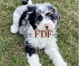 Main photo of Bernedoodle Dog Breeder near BOWLING GREEN, OH, USA