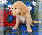 Small Photo #7  Breeder Profile in KNOXVILLE, TN, USA