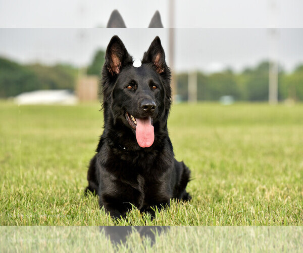 Medium Photo #1  Breeder Profile in WILMER, TX, USA
