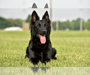 German Shepherd Dog Dog Breeder near WILMER, TX, USA