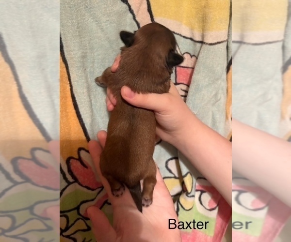 Medium Photo #55  Breeder Profile in SCOTTSDALE, AZ, USA