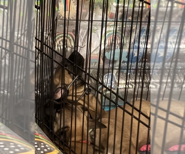 Medium Photo #20  Breeder Profile in JACKSONVILLE, FL, USA