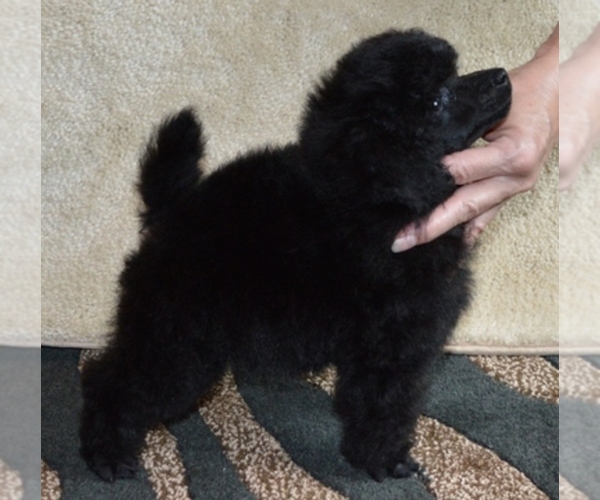Medium Photo #1  Breeder Profile in MEYERSDALE, PA, USA
