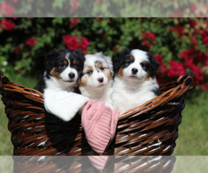 Australian Shepherd Dog Breeder near APOPKA, FL, USA