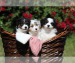 Small breeder photo