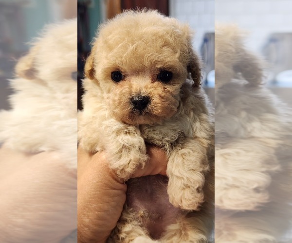 Medium Photo #15  Breeder Profile in ATLANTA, GA, USA
