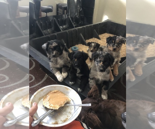Medium Photo #87  Breeder Profile in SUNNYVALE, CA, USA