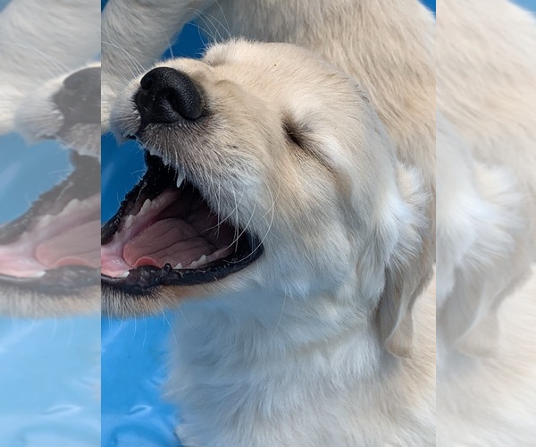 Medium Photo #28  Breeder Profile in LAKE GEORGE, NY, USA