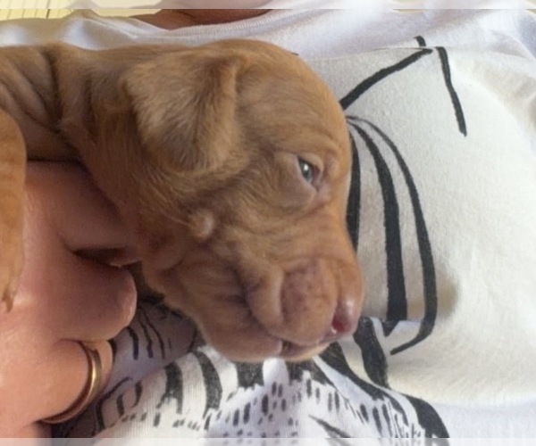 Medium Photo #4  Breeder Profile in ANDOVER, MA, USA