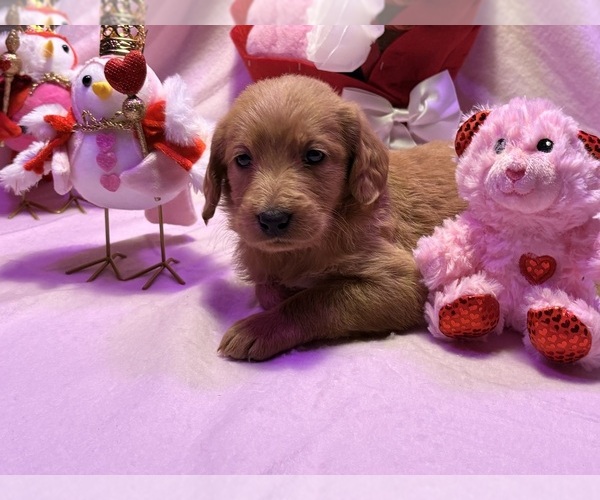 Medium Photo #4  Breeder Profile in SUMMERVILLE, SC, USA