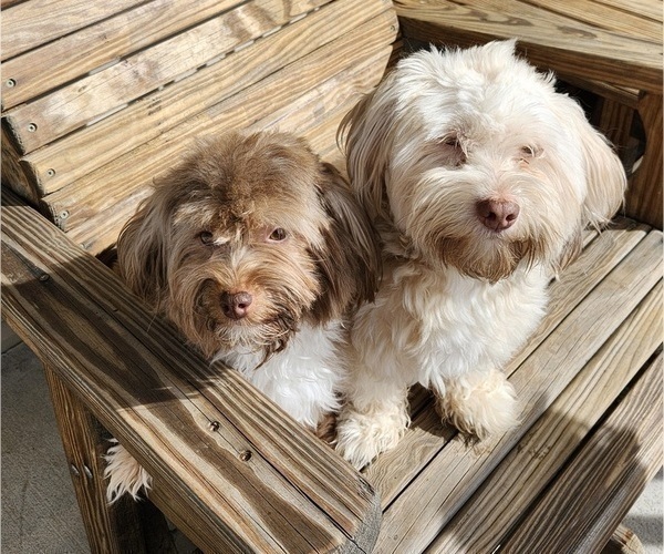 Medium Photo #5  Breeder Profile in ALBION, PA, USA