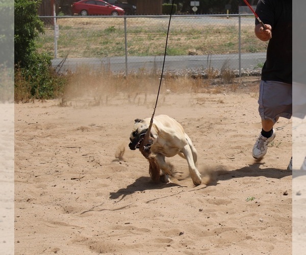 Medium Photo #9  Breeder Profile in OAKLEY, CA, USA