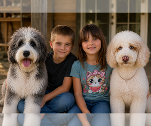 Bernedoodle mix (+ Poodle Standard) Dog Breeder near YOUNGSTOWN, FL, USA