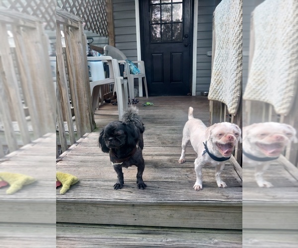 Medium Photo #2  Breeder Profile in FANNING SPGS, FL, USA