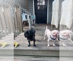 Small Photo #2  Breeder Profile in FANNING SPGS, FL, USA