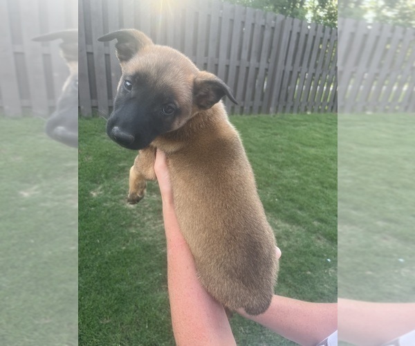 Medium Photo #22  Breeder Profile in ATHENS, AL, USA