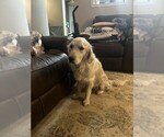 Small #1 Breeder Profile image