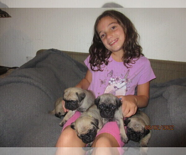 Medium Photo #1  Breeder Profile in PORT CHARLOTTE, FL, USA