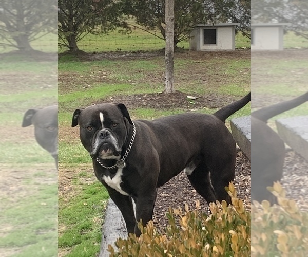Medium Photo #21  Breeder Profile in COLUMBIA, KY, USA