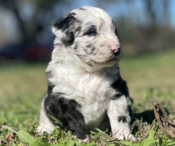 Medium Photo #3  Breeder Profile in GARLAND, KS, USA