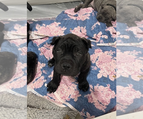 Medium Photo #8  Breeder Profile in KEIZER, OR, USA
