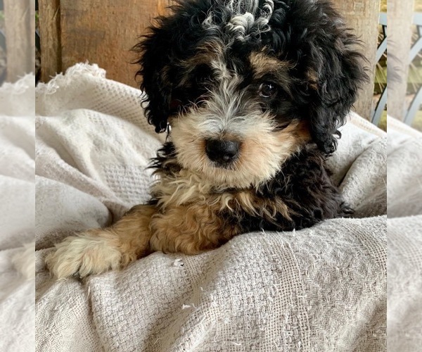 Medium Photo #1  Breeder Profile in GRANGER, IN, USA