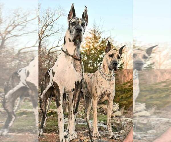Medium Photo #1  Breeder Profile in NEOSHO, MO, USA